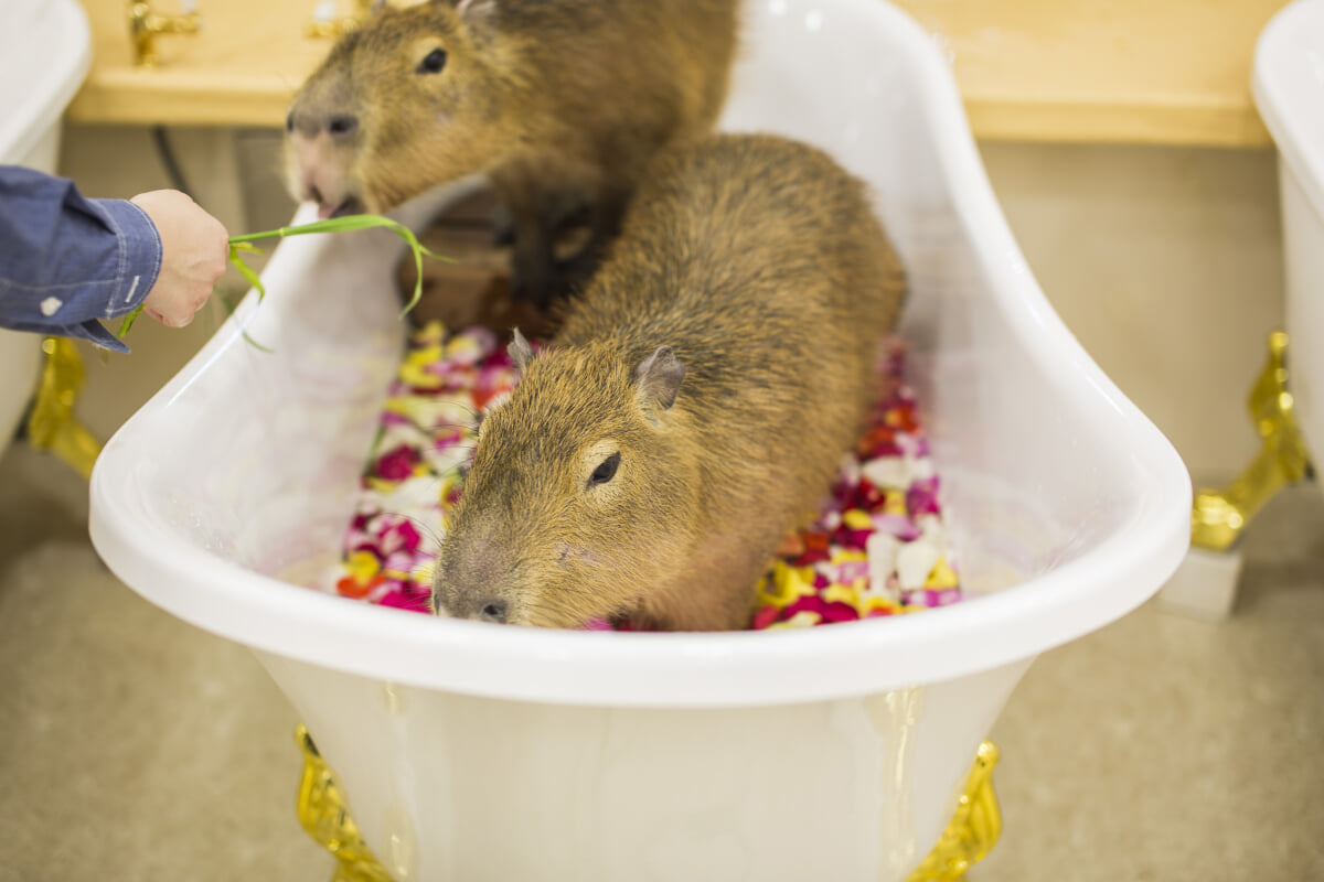 アニタッチアクアシティお台場の写真3