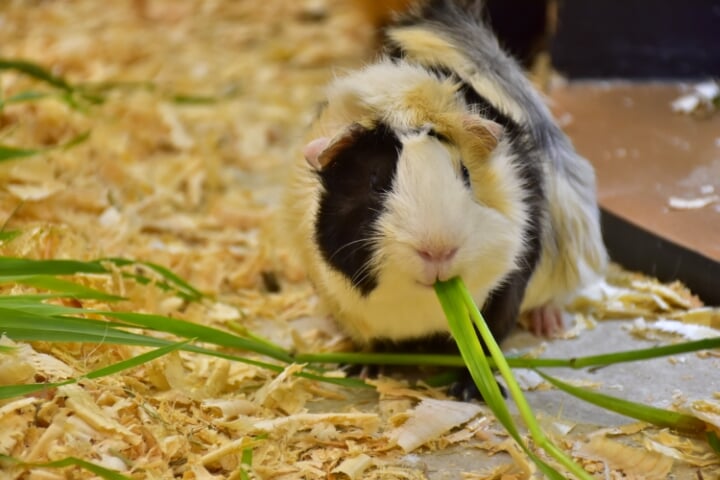 アニタッチアクアシティお台場の写真4