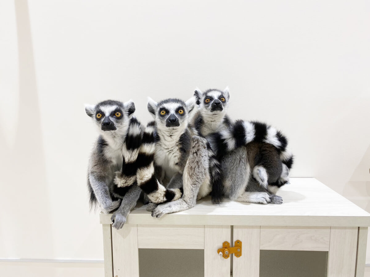 アニタッチアクアシティお台場の写真8