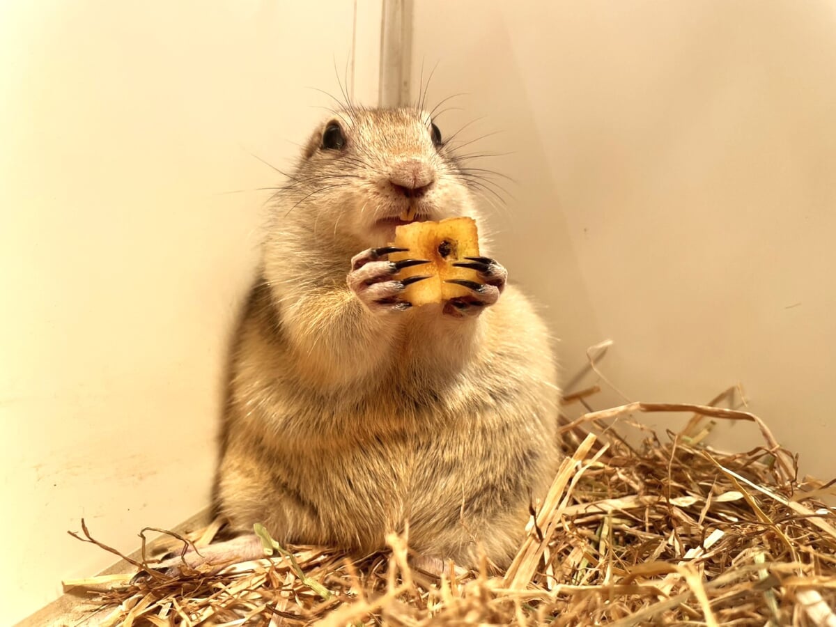 アニタッチアクアシティお台場の写真10