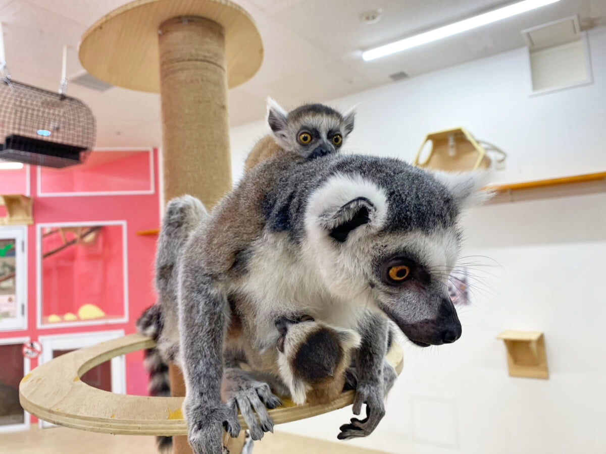 アニタッチ MARK IS 静岡の写真2