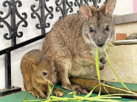 アニタッチ MARK IS 静岡