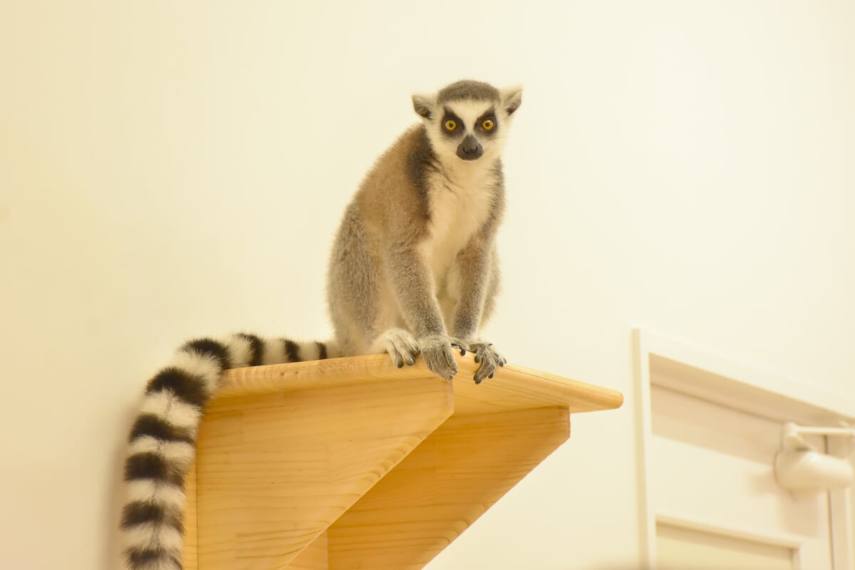 アニタッチ MARK IS 静岡の写真6