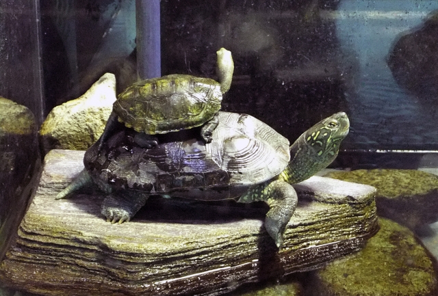 箱根園水族館の写真4