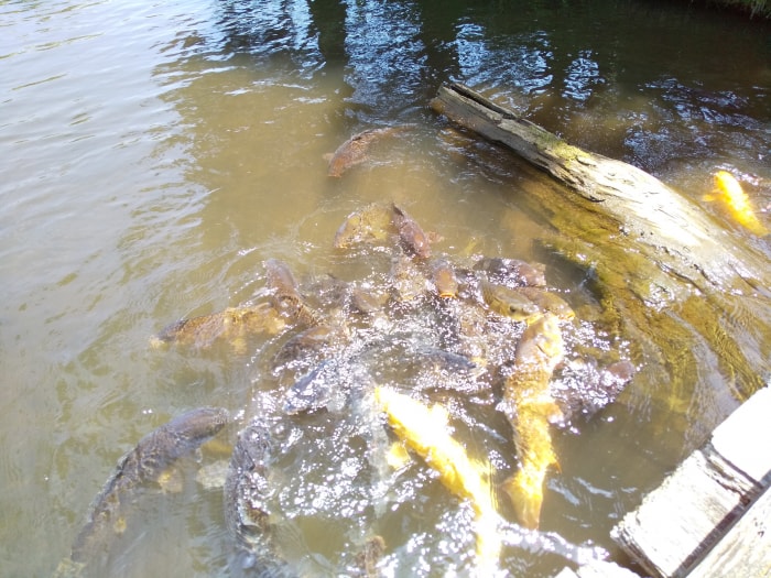 箱根園水族館の写真6