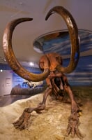 東海大学自然史博物館 恐竜のはくぶつかん