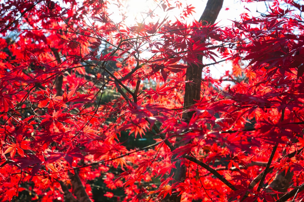旧有備館および庭園の写真3