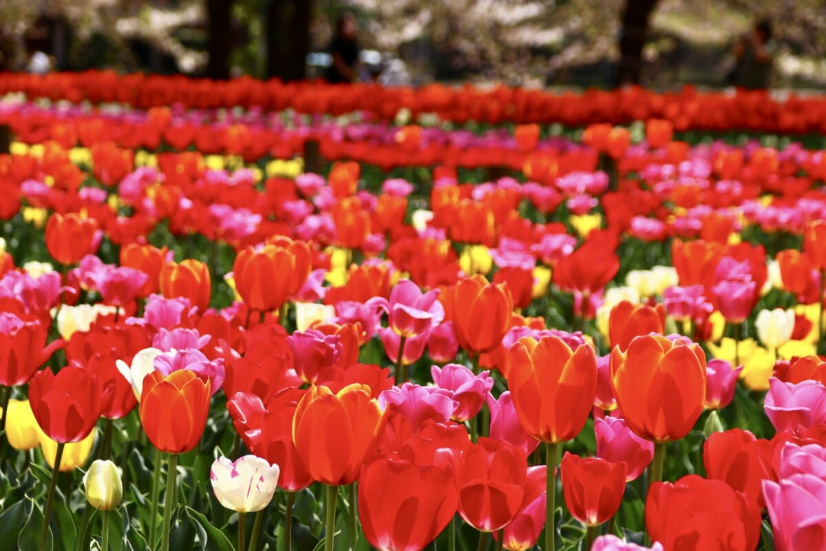 深谷グリーンパークの写真2