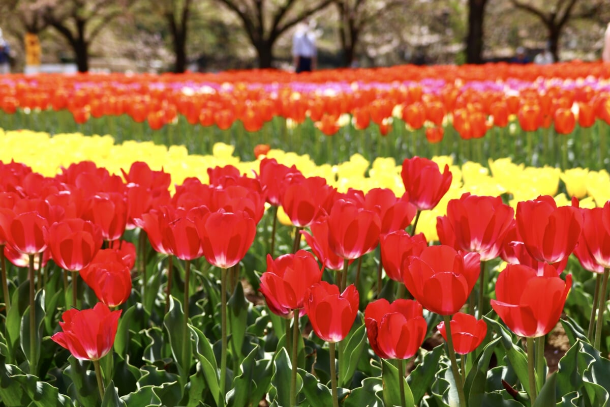 深谷グリーンパークの写真1