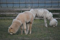 八ヶ岳アルパカ牧場