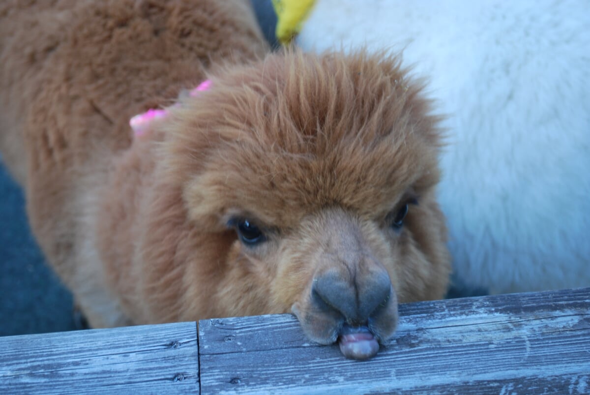 八ヶ岳アルパカ牧場の写真2