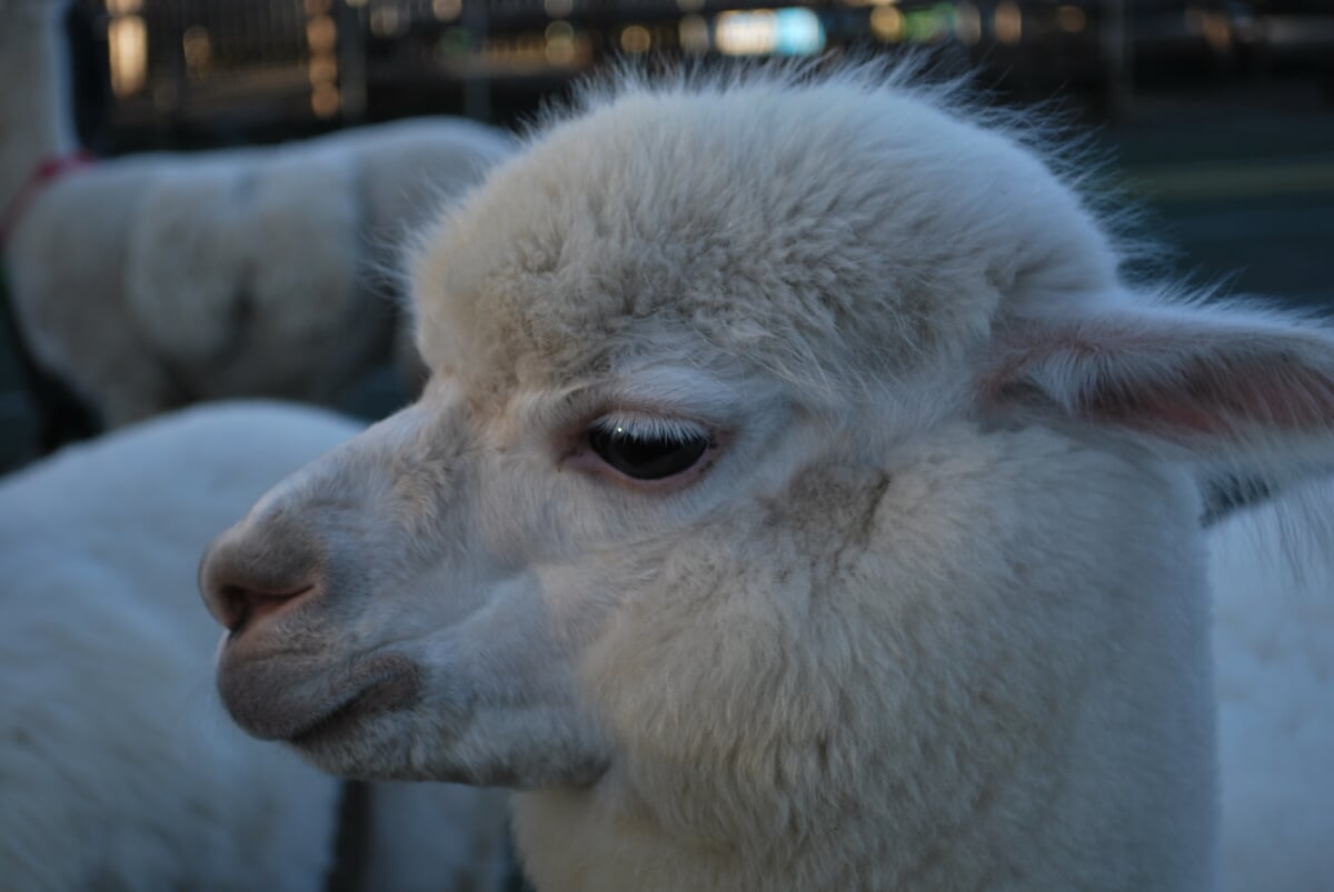 八ヶ岳アルパカ牧場の写真3