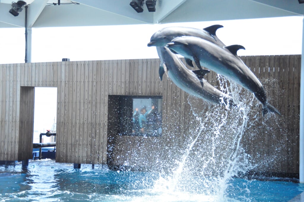 上越市立水族博物館 うみがたりの写真2