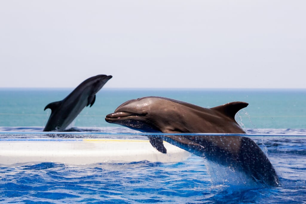 上越市立水族博物館 うみがたりの写真3
