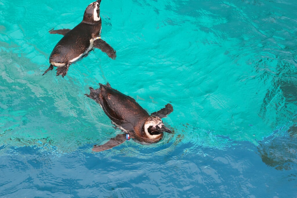 上越市立水族博物館 うみがたりの写真4