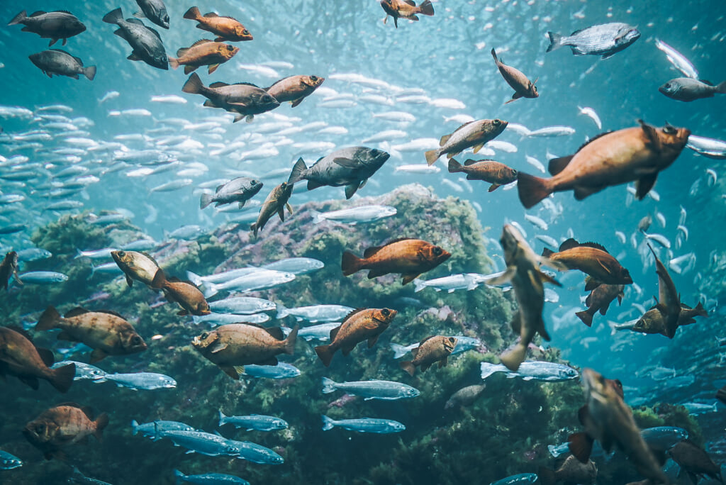 上越市立水族博物館 うみがたりの写真5