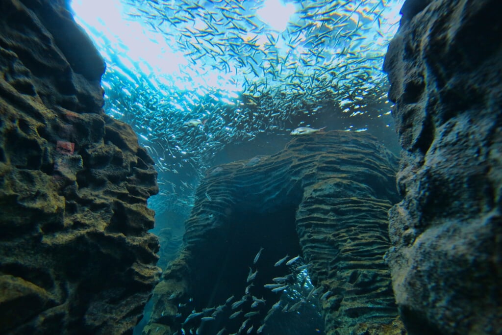 上越市立水族博物館 うみがたりの写真6