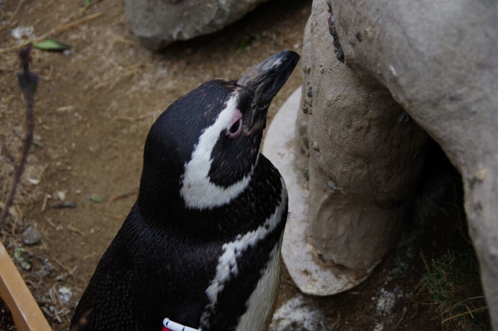上越市立水族博物館 うみがたりの写真7