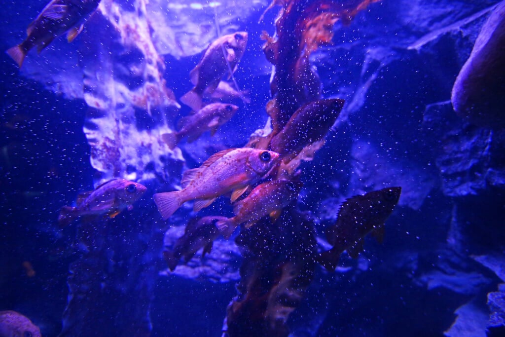 上越市立水族博物館 うみがたりの写真8