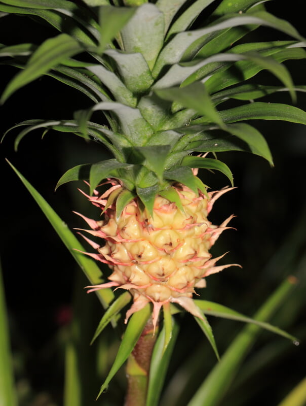 井頭公園の写真2