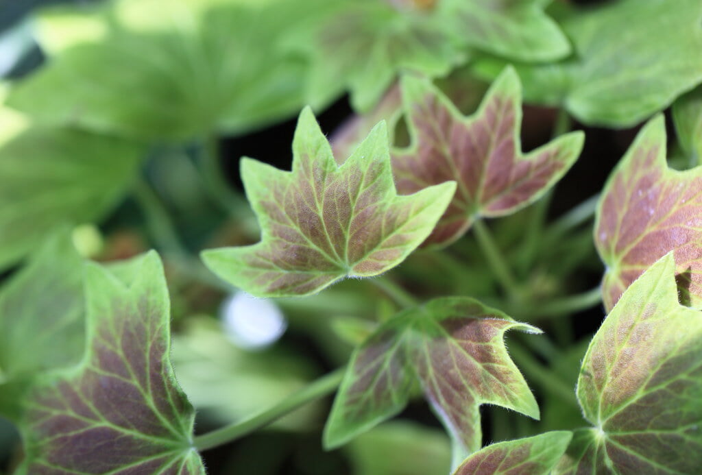 井頭公園の写真3