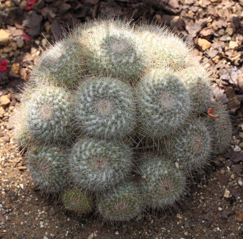 井頭公園の写真5