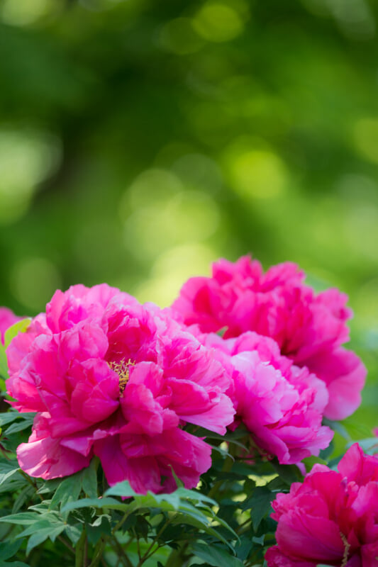 井頭公園の写真6