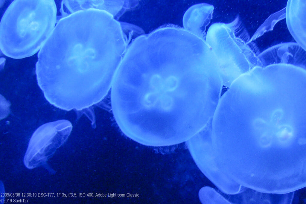 伊豆三津シーパラダイスの写真3