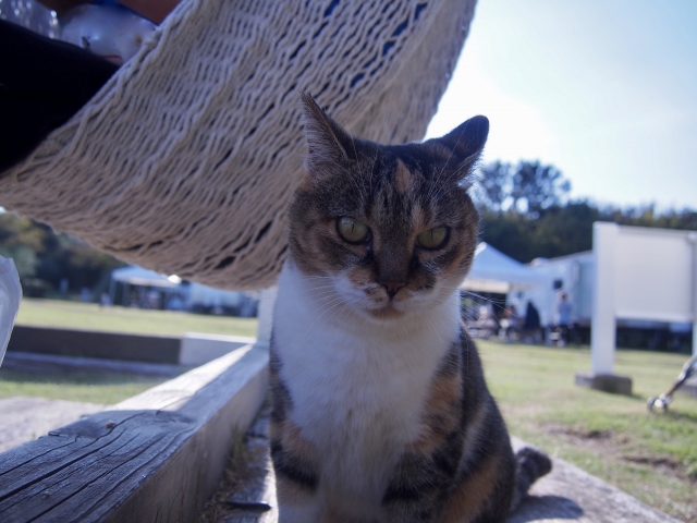 初島アイランドリゾートの写真2