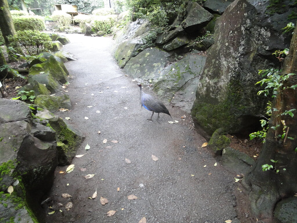 伊豆シャボテン動物公園の写真3
