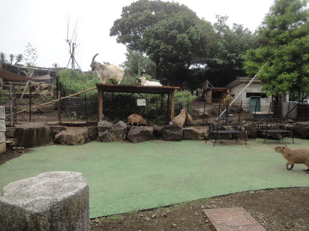 伊豆シャボテン動物公園の写真4