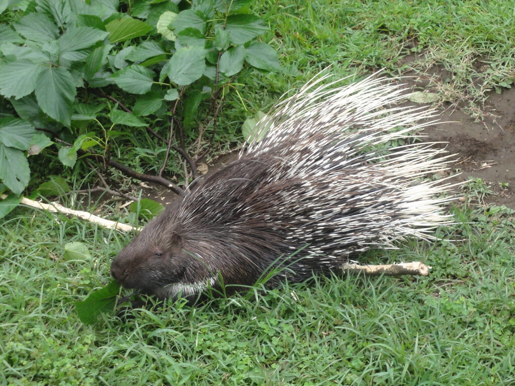 伊豆シャボテン動物公園の写真6