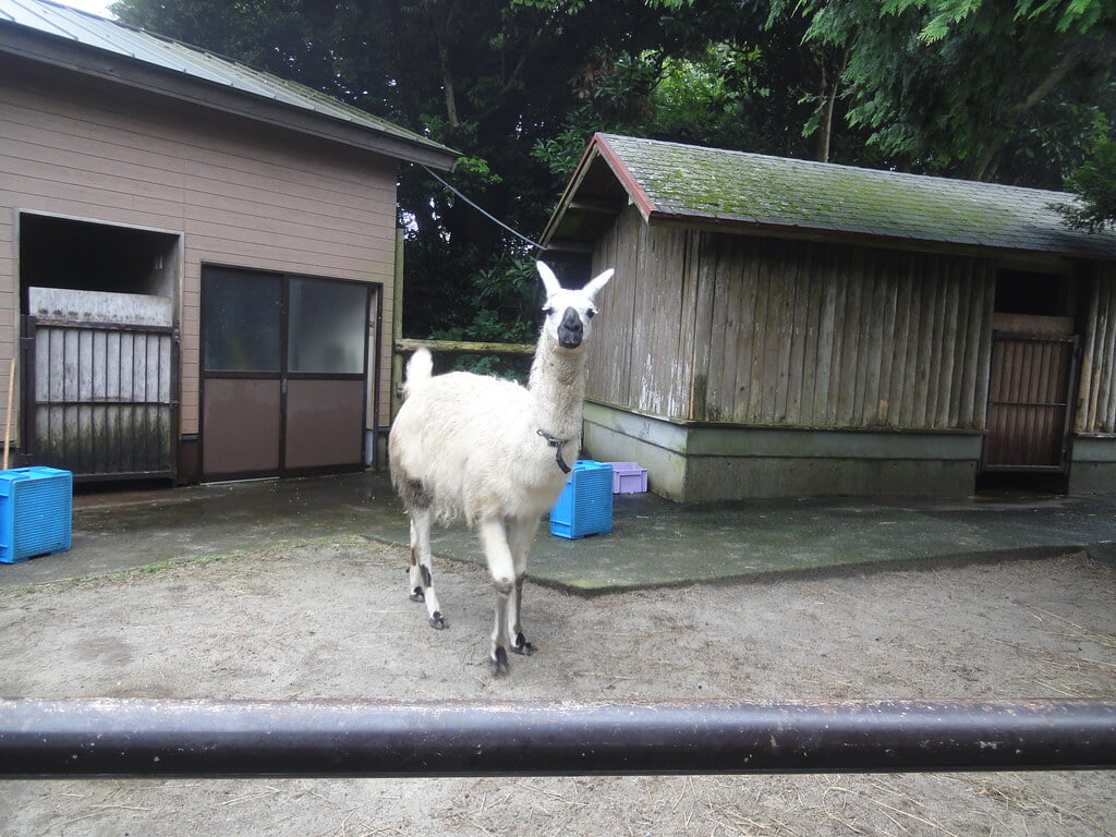 伊豆シャボテン動物公園の写真7