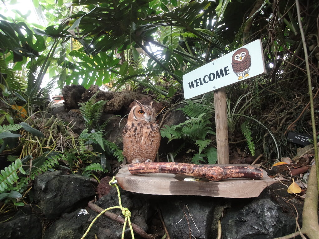 伊豆シャボテン動物公園の写真10