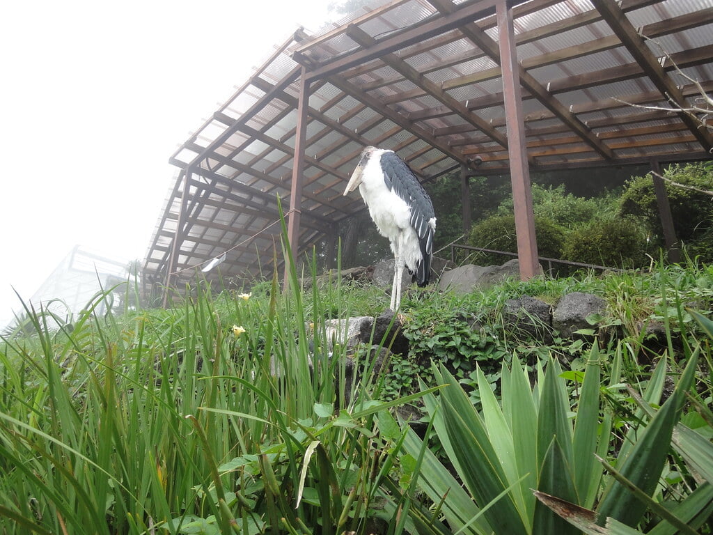伊豆シャボテン動物公園の写真15