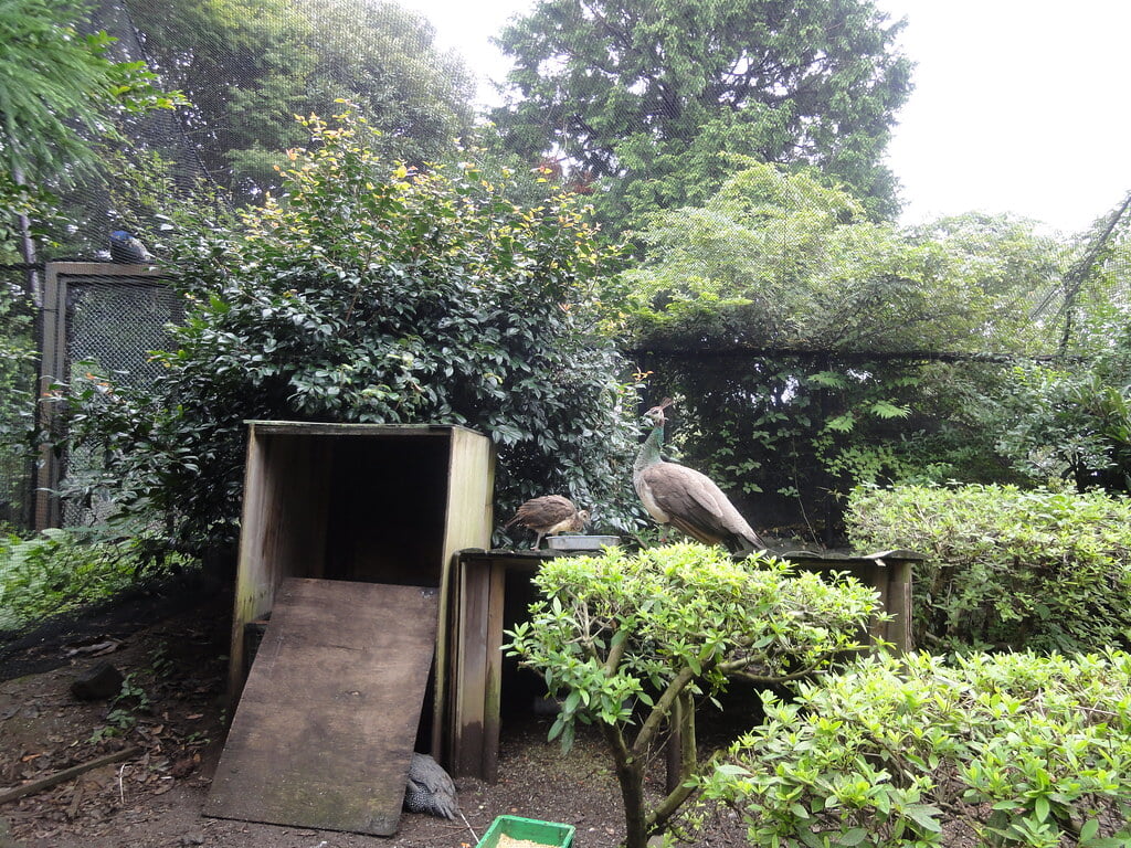伊豆シャボテン動物公園の写真16