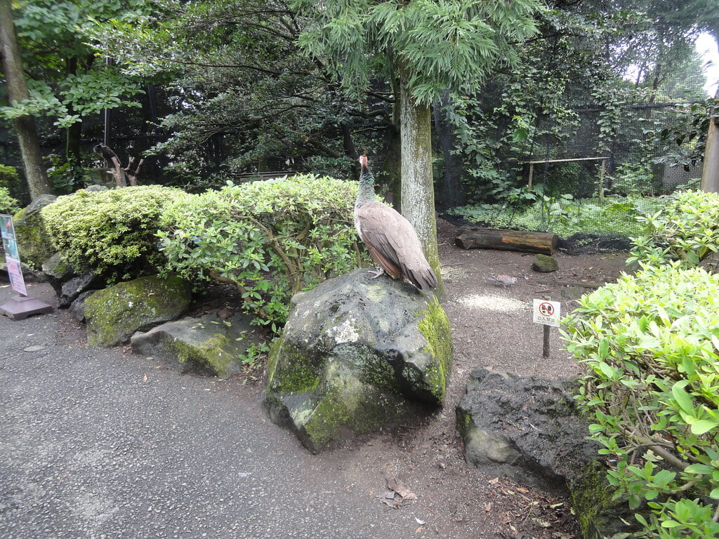 伊豆シャボテン動物公園の写真18