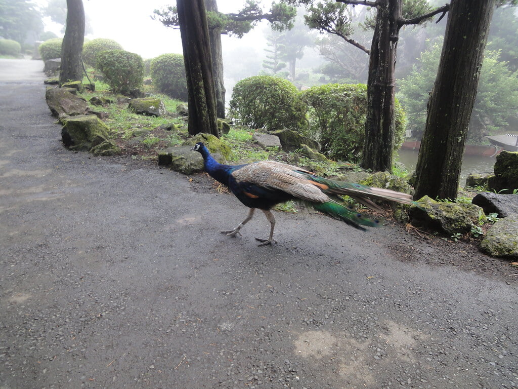 伊豆シャボテン動物公園の写真24