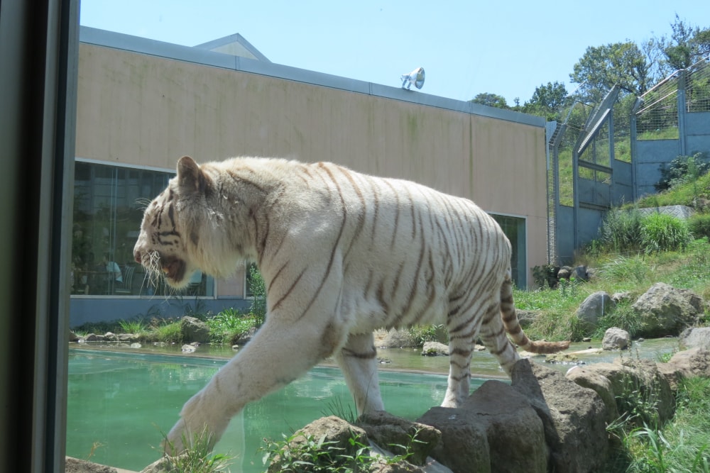 伊豆アニマルキングダムの写真2