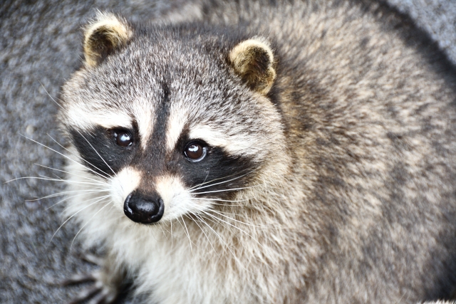 伊豆アニマルキングダムの写真3