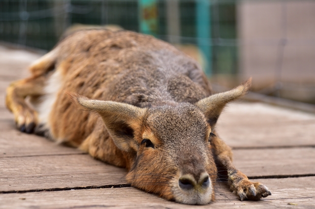伊豆アニマルキングダムの写真4