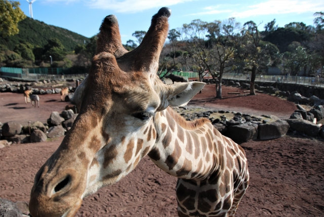 伊豆アニマルキングダムの写真5