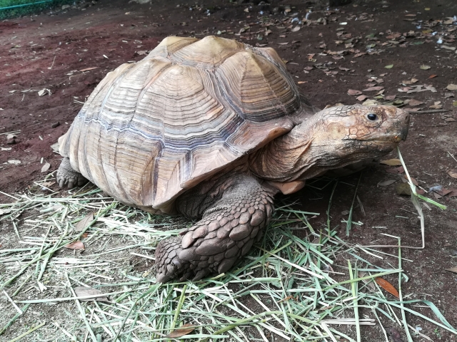 伊豆アニマルキングダムの写真6