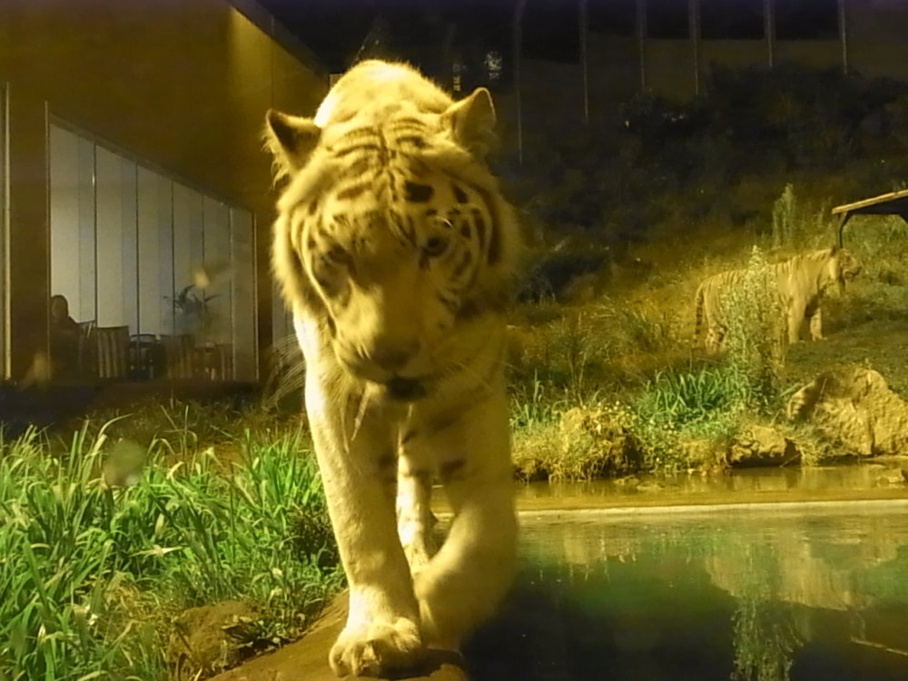 伊豆アニマルキングダムの写真7