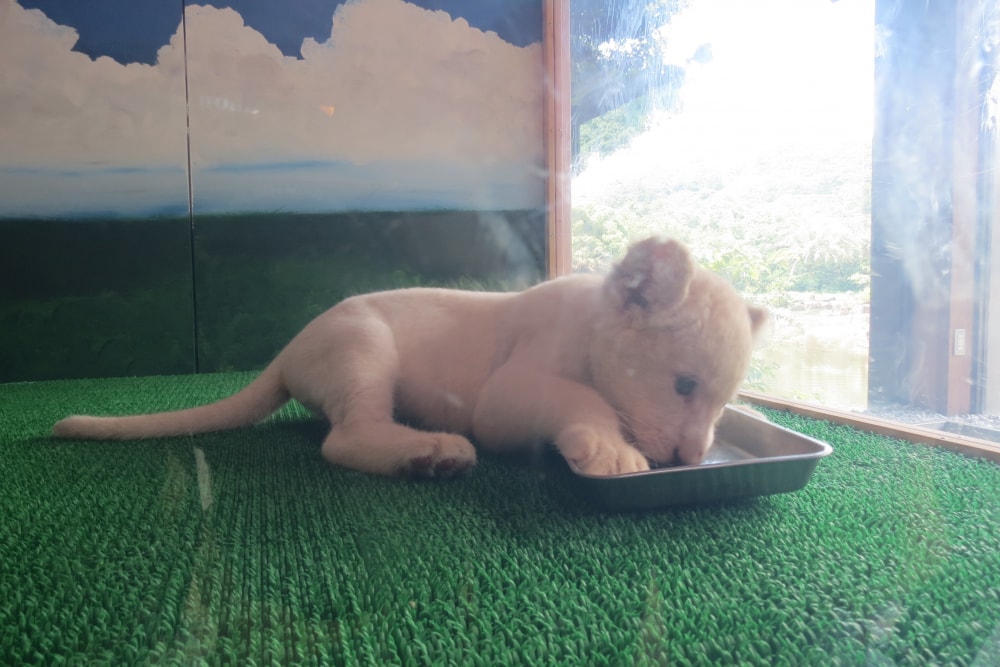 伊豆アニマルキングダムの写真8