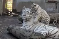 伊豆アニマルキングダム