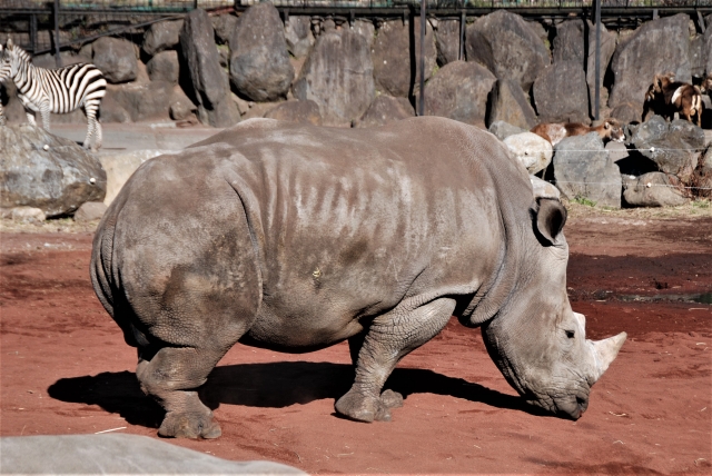 伊豆アニマルキングダムの写真9