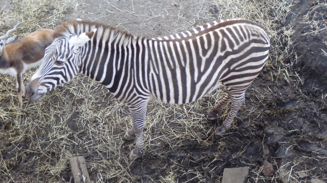 伊豆アニマルキングダムの写真10
