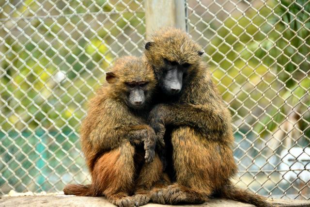 伊豆アニマルキングダムの写真11