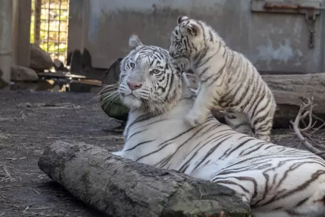 伊豆アニマルキングダムの写真1